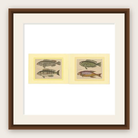 1819 Marine Splendor: Original Hand-Colored Engravings of Fishes, shown framed