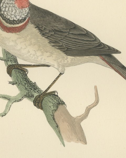 Bluebreast or Bluethroat on a Forked Branch, Antique Bird Print, 1896, close-up 2