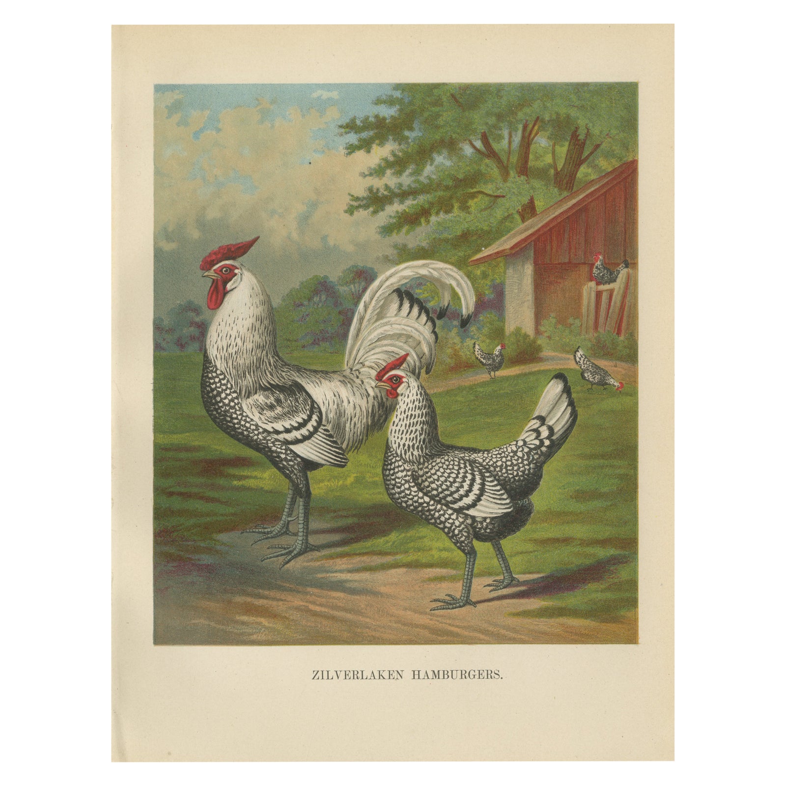 The Refined Silver Spangled Hamburg Chicken - A 19th Century Poultry Lithograph