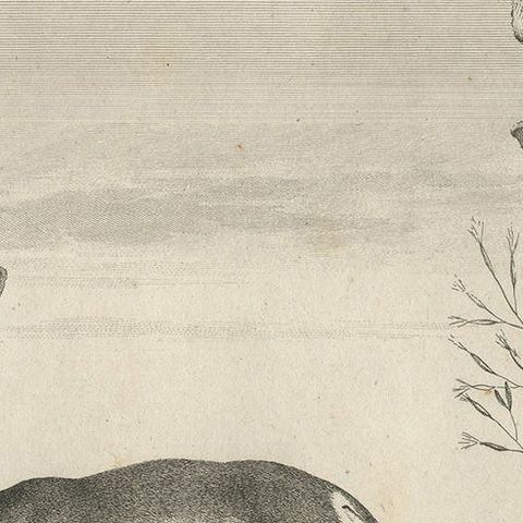 Early 19th Century Antique Print of a Gazelle Animal by Miger 'c.1805', close-up 2
