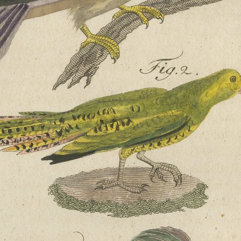 Kingfisher and Mandarin Duck, Antique Bertuch Print, Vienna, circa 1805, close-up 3