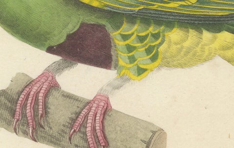 Rare Ornithological Illustration of the Male Dwarf Pigeon (Colombe naine), 1838, close-up 1