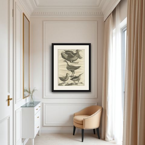 Rare Antique Bird Print of a Houbara, the Arabian Bustard and More, 1773, shown framed in a room