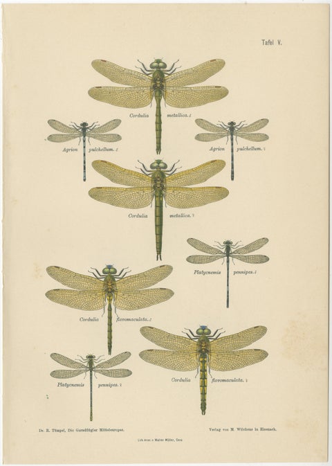 Set of Three Dragonfly & Damselfly Lithographs by Richard Tümpel, 1908, view 2