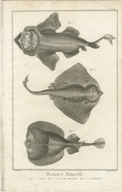 Decorative Set of Three Antique Fish Prints - Ornamental History Prints, ca.1770, view 3