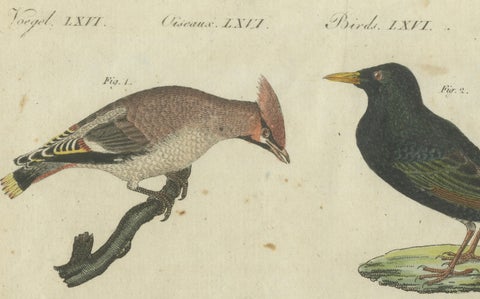 Elegant European Birds: 1805 Handcolored Engraving from Bertuch's Masterpiece, close-up 5