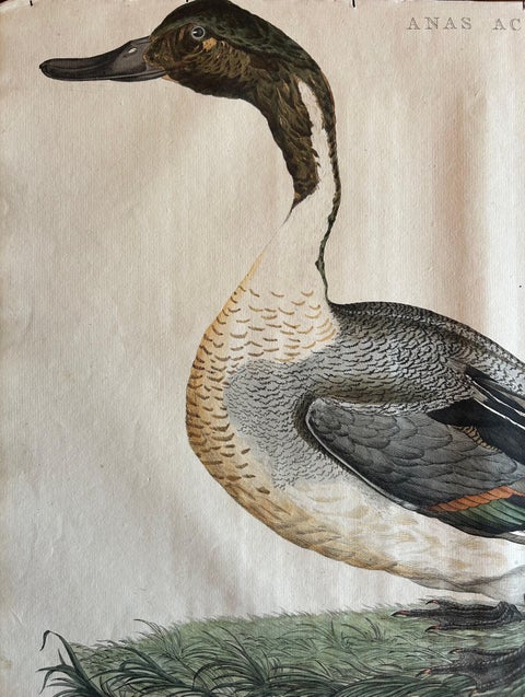 Northern Pintail Drake - Antique Bird Engraving by Nozeman and Sepp, 1789, view 2