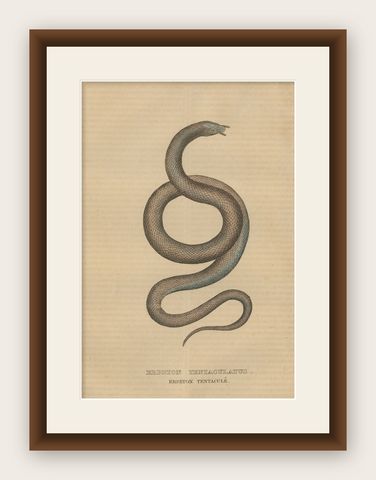 Aquatic Ambush: Hand-Colored Engraving of The Tentacled Snake, 1845, shown framed