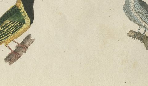 Five Exotic Birds, Antique Bertuch Print, Vienna, circa 1805, close-up 2