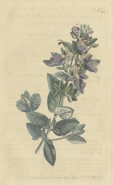 Antique Botany Print of the Broad Leaved Shrubby Germander, close-up 2