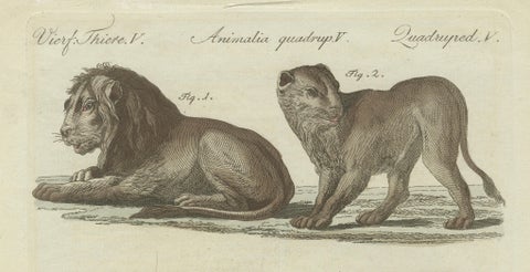 Lions, Tigers & Spotted Cats, Decorative Natural History Print c.1790, close-up 1