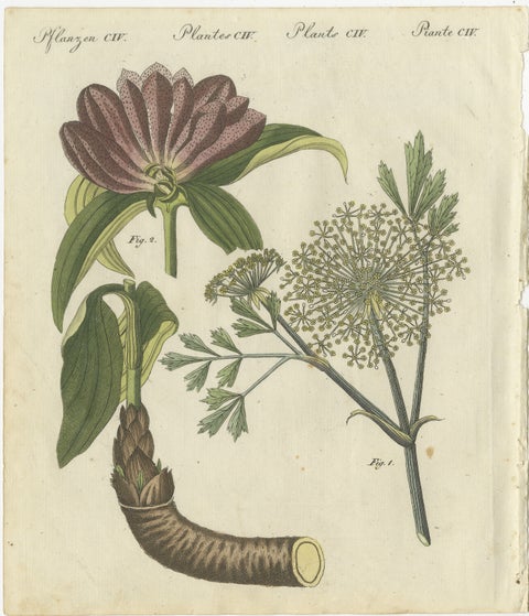 Galbanum and Hungarian Gentian: Rare Medicinal Plants Illustrated, 1805, view 2
