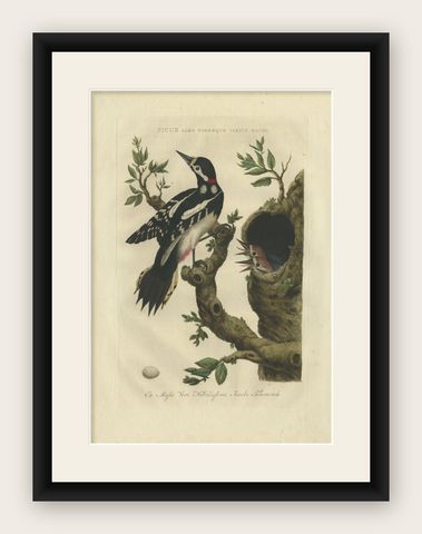 Antique Bird Print of the Great Spotted Woodpecker by Sepp & Nozeman, 1770, shown framed