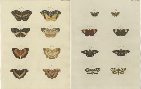 Set of 2 Antique Butterfly Prints 'Pl. 138' by Cramer, Published in 1779, view 4
