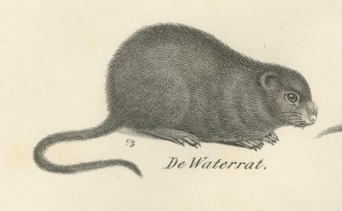 19th-Century Zoological Lithograph of Beavers, Muskrats and Field Mice, close-up 5