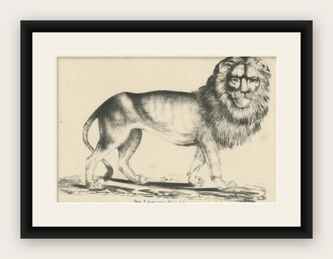 Antique Print of a Senegal Lion, shown framed