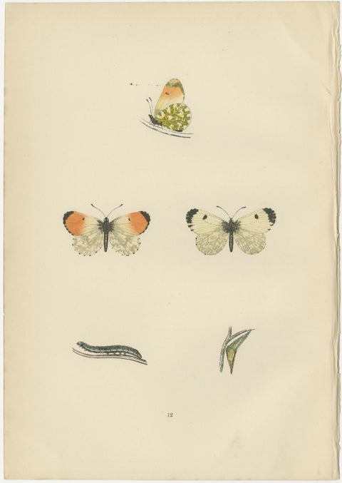 Metamorphosis in Repose: A Trio of Butterfly Lifecycles, view 4