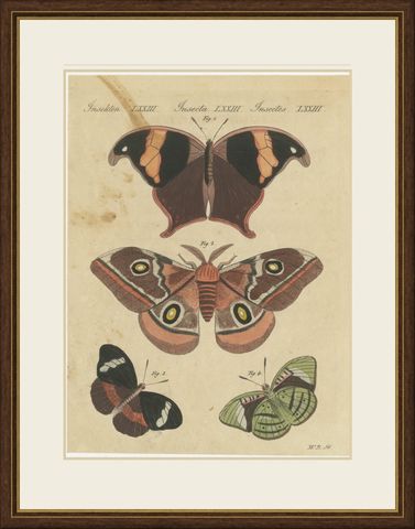 Exotic Butterflies and Saturniid Moth, Antique Bertuch Print, Vienna, circa 1815, shown framed