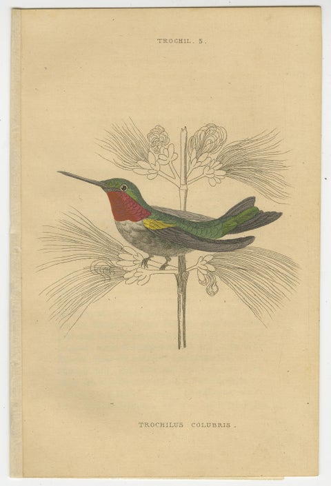 Hummingbird Bird Prints, Handcolored Fiery-Tailed Hummingbirds by Jardine, 1837, view 5