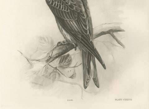 Antique Honey Buzzard Bird Prints by Lilian M. Medland, Set of Two, 1908, close-up 2