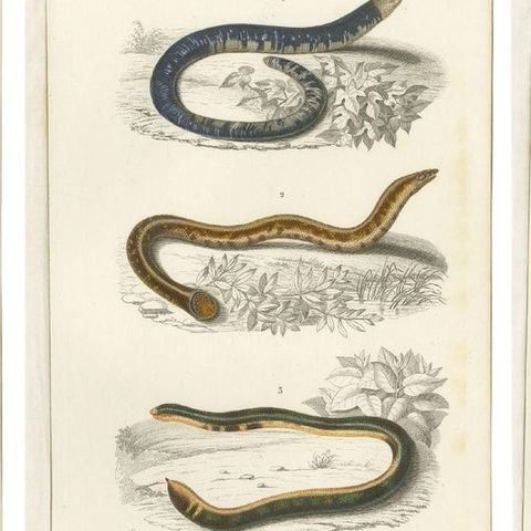 Set of 7 Antique Prints of an Egyptian Cobra and other Snakes and Reptiles, close-up 1