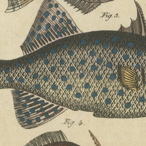 Triggerfish and Filefish from Tropical Reefs, Antique Bertuch Print, circa 1815, close-up 1
