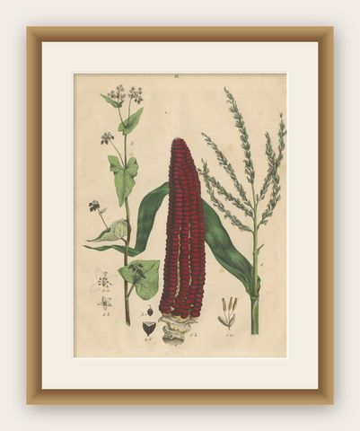Antique Maize Botanical Print, Corn Plant Study, Germany 1852, shown framed