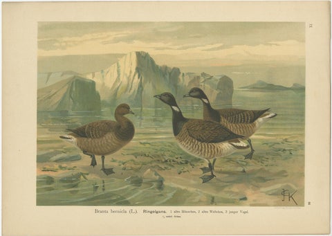 Antique Bird Print of the Brant by Naumann, circa 1895, view 3