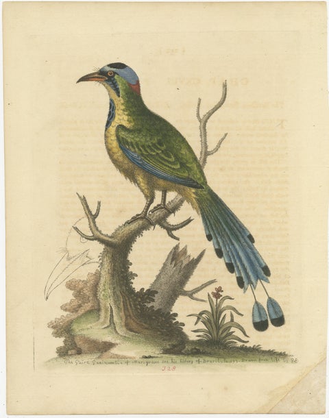 Antique Bird Print of the Brasilian Saw-Billed Roller, view 2