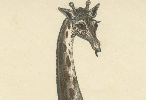 Die Giraffe (Giraffe) - Hand-Colored Zoological Print, Circa 1840, close-up 3