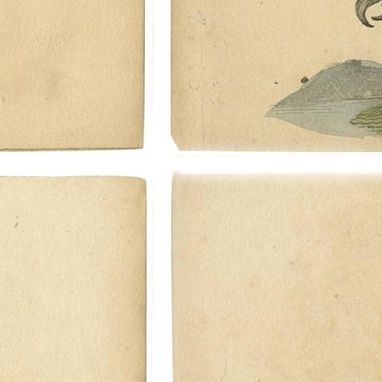 Set of 4 Antique Bird Prints, Dove, Condor, Mino, Dun Diver, 1815, close-up 1