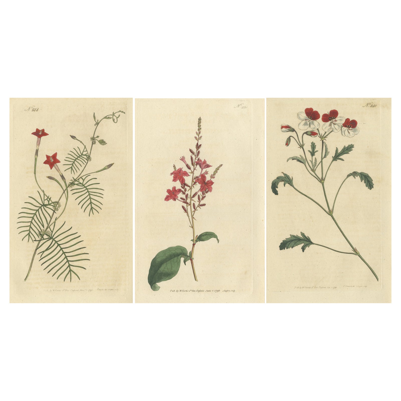 Set of 3 Antique Botany Prints, Crane's Bill, Leadwort, Ipomoea, 1794