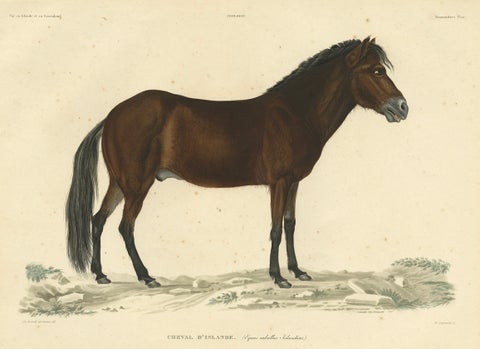 Rare Antique Print of the Icelandic Horse, 1842, close-up 1