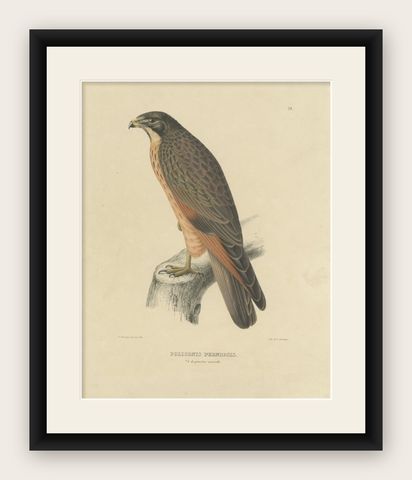 Antique Bird Print of the Grasshopper Buzzard by Severeyns, c.1850, shown framed