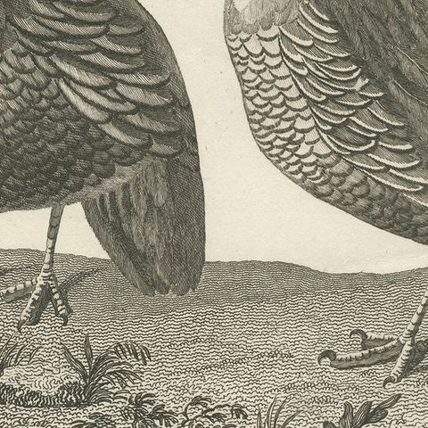 Antique Print of a Male and Female Partridge of California, close-up 2
