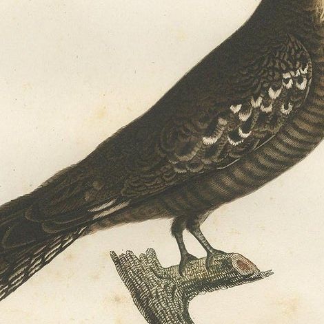 Antique Bird Print of a Nightjar by Vieillot, '1807', close-up 1