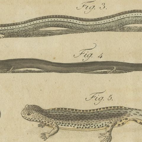 Lizards and Newts, Eight Species, Antique Bertuch Print, Vienna, circa 1805, close-up 3