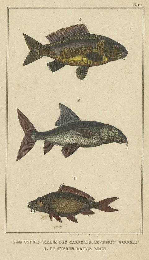 Antique Print of the Barbel Fish and other Fish Species, 1844, close-up 1