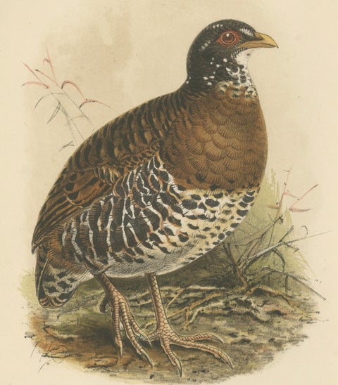 Antique Lithograph of Red-billed Hill Partridge by Keulemans, Sumatra c.1887, close-up 2