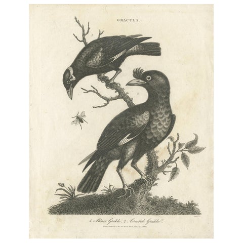 Antique Bird Print of Grackle Birds by Wilkes, 1801