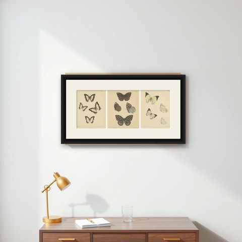 Victorian Butterfly Treasures: Captivating Hand-Colored Lithographs, 1878, shown framed on a wall