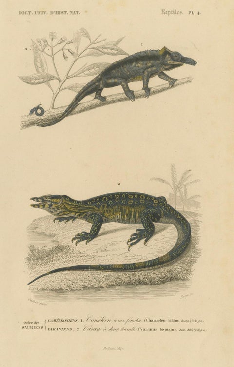 Lizard Print of Nose-Horned Chameleon and Banded Monitor, c.1850, Orbigny, close-up 4