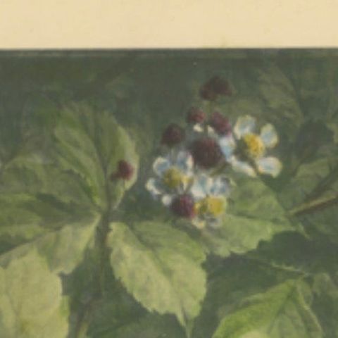 Sparrows Amidst Blackberry Bushes - Vintage Giacomelli Ornithological Print, close-up 4