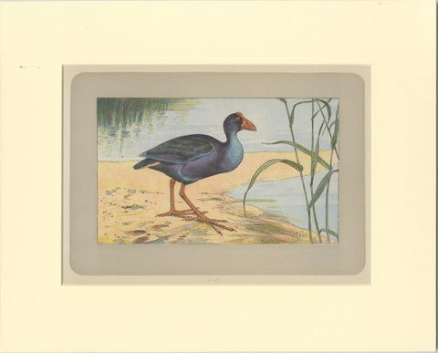 Antique Bird Print of a Purple Swamphen, view 2