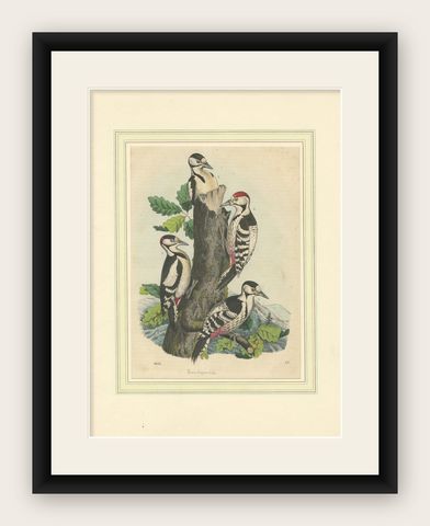 Woodpeckers in Harmony: An 1856 Avian Study in a Hand-Coloured Lithograph, shown framed