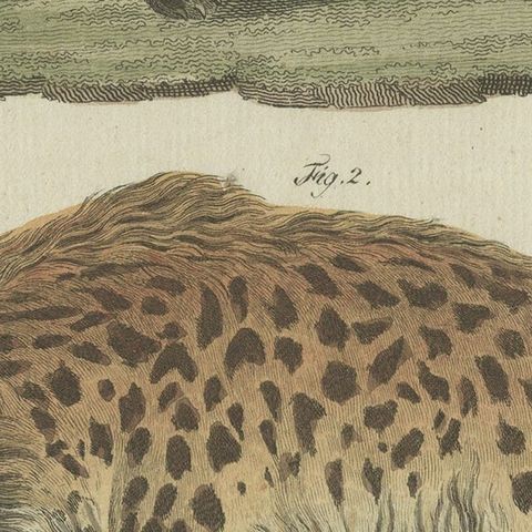 Original Hand-Colored Antique Print of a Fox and Hyena species, close-up 6