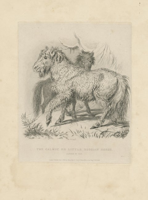 Antique Animal Print of a Calmuc or Little Russian Horse, view 3