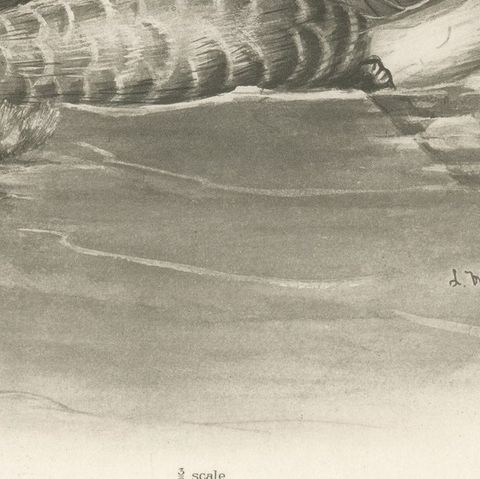 Wild Geese on the Water, Antique Bird Print after Lilian Medland, circa 1909, close-up 3
