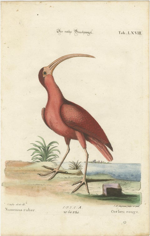 Hand-Colored Engraving of the Red Curlew by Johann Michael Seligmann, ca.1770, view 2