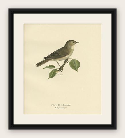 Beautiful Coloured Antique Bird Print of the Garden Warbler, 1927, shown framed